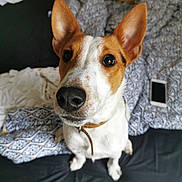 Rantanplan participe au concours pour gagner de l'argent avec cette photo : dog, puppy, pet, animal, portrait, close_up, brown_and_white, large_ears, pointed_ears, wide_eyes, black_nose, collar, sitting, bed, blanket, bedroom, indoors, textile, smartphone, photography