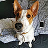 dog, puppy, pet, animal, portrait, close_up, brown_and_white, large_ears, pointed_ears, wide_eyes, black_nose, collar, sitting, bed, blanket, bedroom, indoors, textile, smartphone, photography