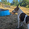 Rantanplan a rejoint le concours — aidez-le/la à gagner de superbes lots ! dog, canine, white_and_brown, pointed_ears, standing, chew_toy, outdoor, garden, backyard, grass, summer, sunlight, blue_pool, fence, trees, nature, animal, pet, side_profile, playful