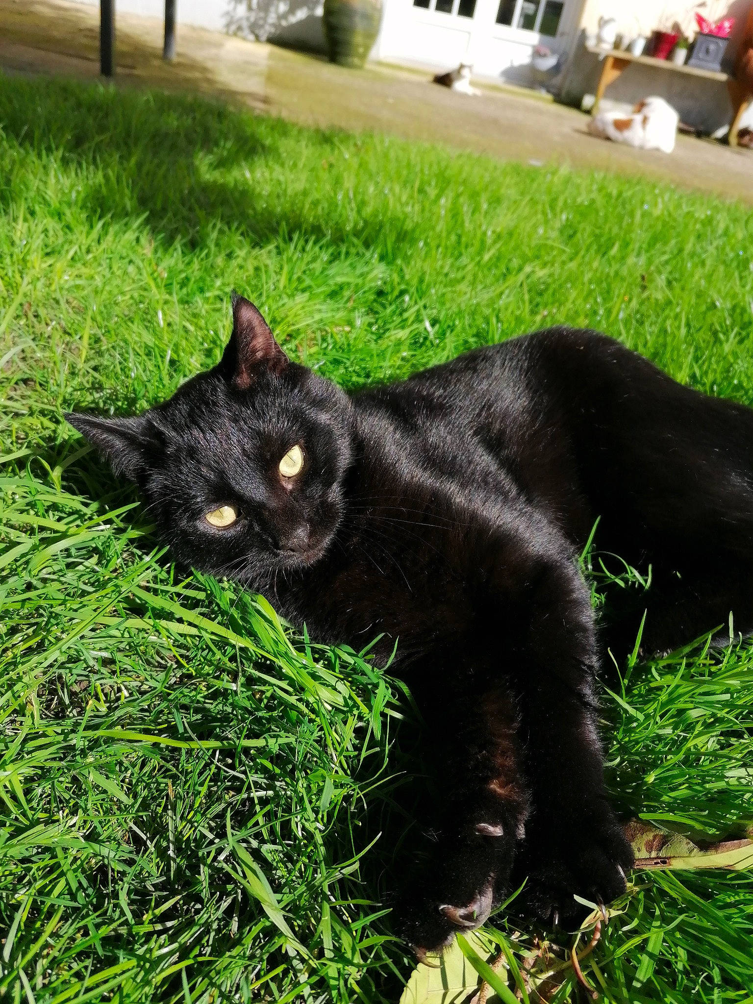Arthur a rejoint le concours — aidez-le/la à gagner de superbes lots ! black_cat, bombay, carnivore, cat, claw, domestic_short_haired_cat, felidae, fur, grass, lawn, plant, small_to_medium_sized_cats, snout, tail, whiskers