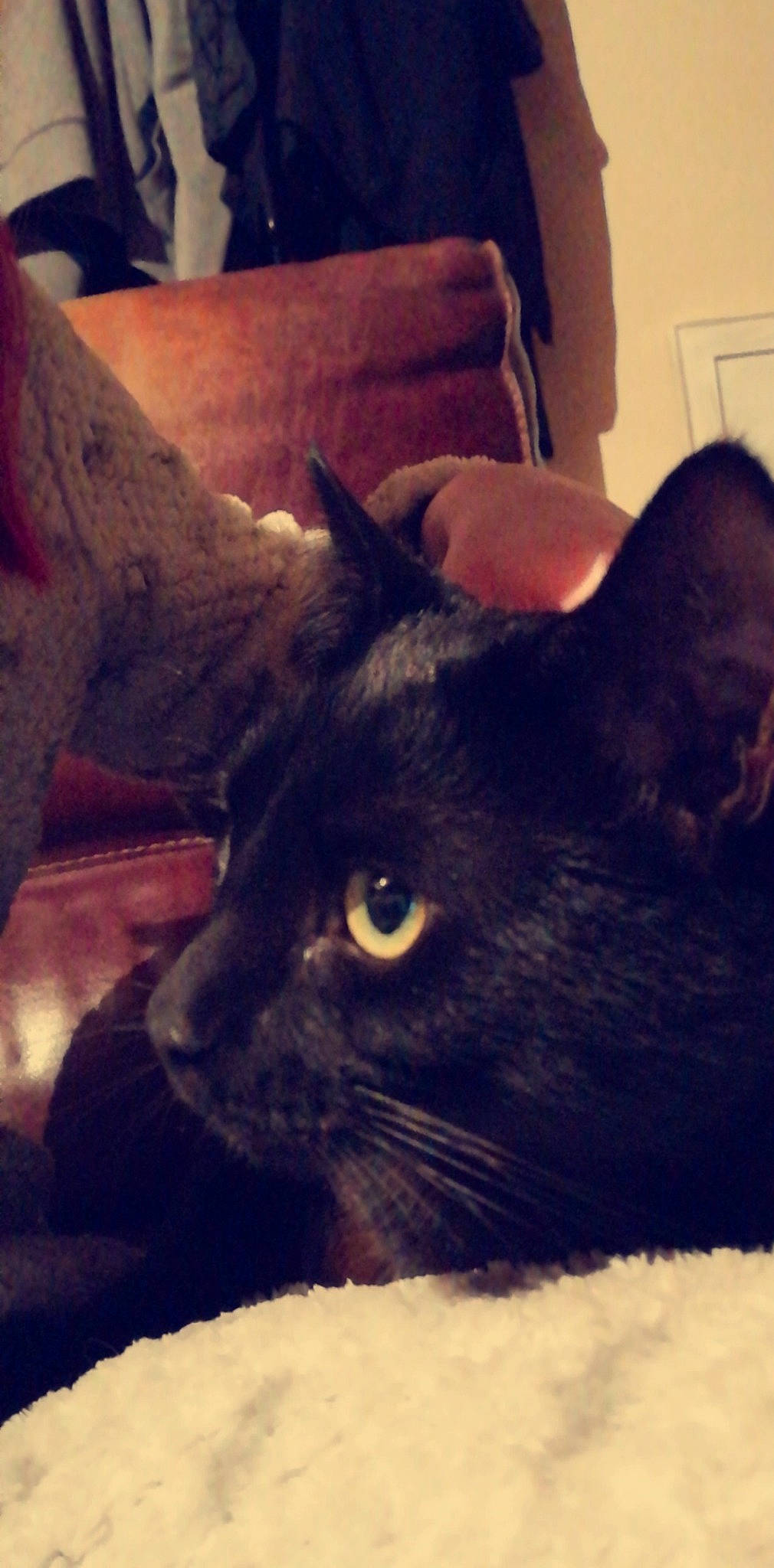 Arthur participe au concours pour gagner de l'argent avec cette photo : asian, black, black_cat, bombay, burmese, carnivore, cat, domestic_short_haired_cat, ear, eye, felidae, fur, kitten, mammal, nose, sky, small_to_medium_sized_cats, snapshot, snout, whiskers