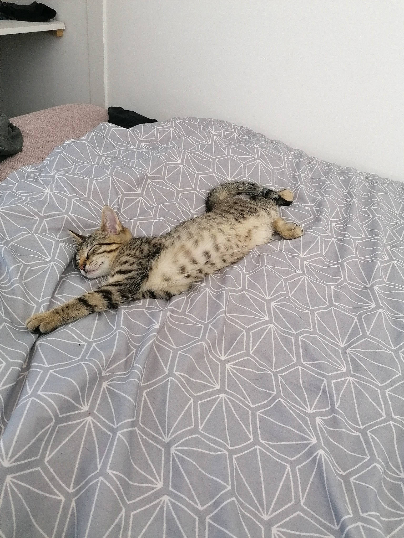 Lilith participe au concours pour gagner de l'argent avec cette photo : bed, bed_sheet, bengal, carnivore, cat, dragon_li, egyptian_mau, european_shorthair, felidae, floor, flooring, fur, furniture, kitten, ocicat, savannah, small_to_medium_sized_cats, tabby_cat, tail, whiskers