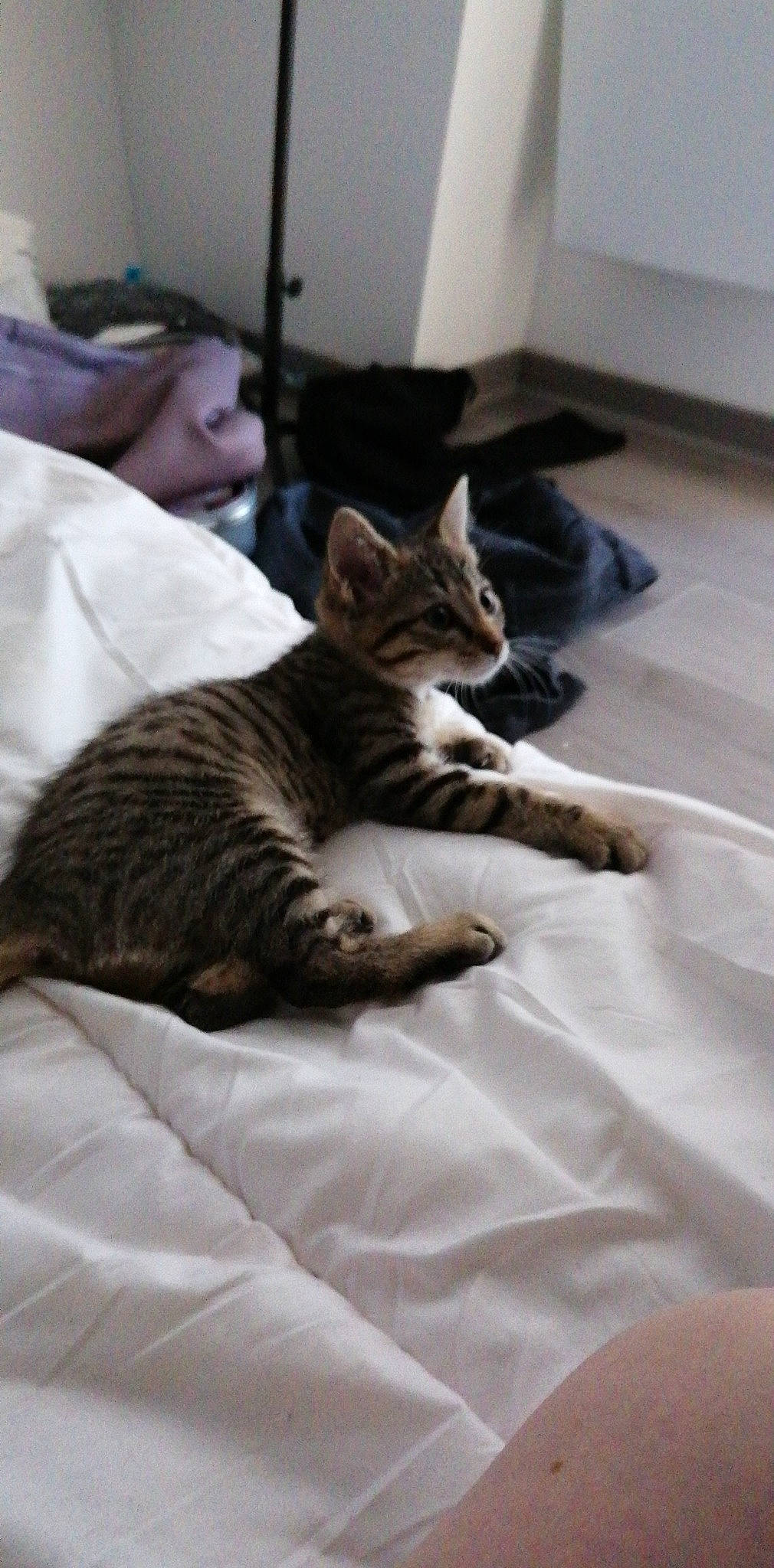 Lilith a rejoint le concours — aidez-le/la à gagner de superbes lots ! aegean_cat, american_shorthair, asian, bengal, california_spangled, carnivore, cat, domestic_short_haired_cat, dragon_li, european_shorthair, felidae, kitten, mammal, paw, pixie_bob, small_to_medium_sized_cats, snout, tabby_cat, toyger, whiskers