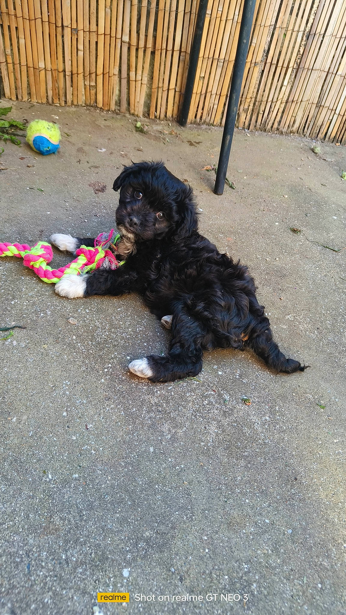 Angel a rejoint le concours — aidez-le/la à gagner de superbes lots ! art, asphalt, canidae, carmine, carnivore, companion_dog, dog_breed, fur, grass, road_surface, shadow, sidewalk, soil, sporting_group, tail, tar, toy, water_dog, working_animal