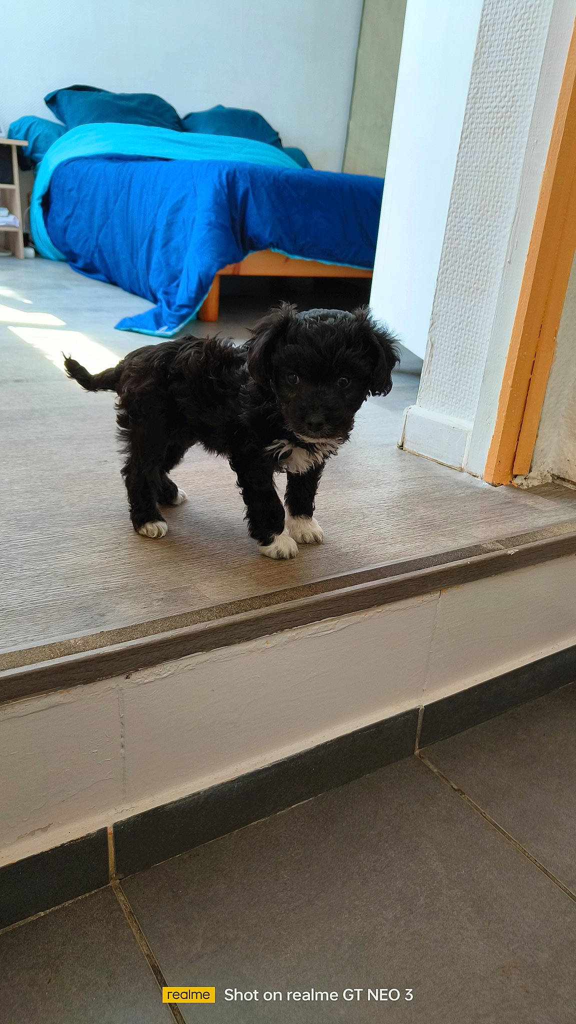 Angel participe au concours pour gagner de l'argent avec cette photo : canidae, carnivore, collar, companion_dog, dog, dog_breed, dog_collar, dog_supply, door, electric_blue, flooring, fur, pet_supply, room, schnauzer, sporting_group, tail, terrier, water_dog, working_animal