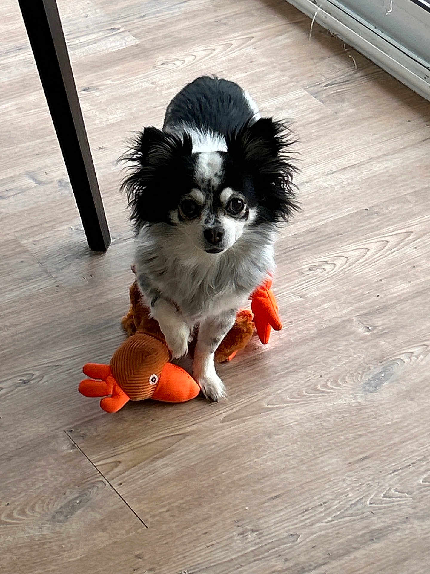Lesly participe au concours pour gagner de l'argent avec cette photo : dog, stuffed_toy, floor, wooden_floor, black_and_white, pet, indoor, curious, small_dog, toy, animal, ears, fur, looking, standing, home, cozy, cute, companion, domestic