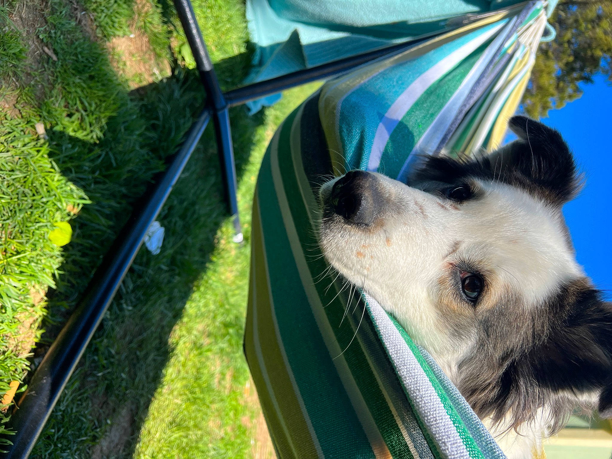 Comet joined the competition — help win amazing prizes! ancient_dog_breeds, canidae, carnivore, chair, companion_dog, dog, dog_breed, fur, grass, herding_dog, leisure, plant, recreation, shade, sky, sporting_group, terrestrial_animal, whiskers, working_animal, working_dog