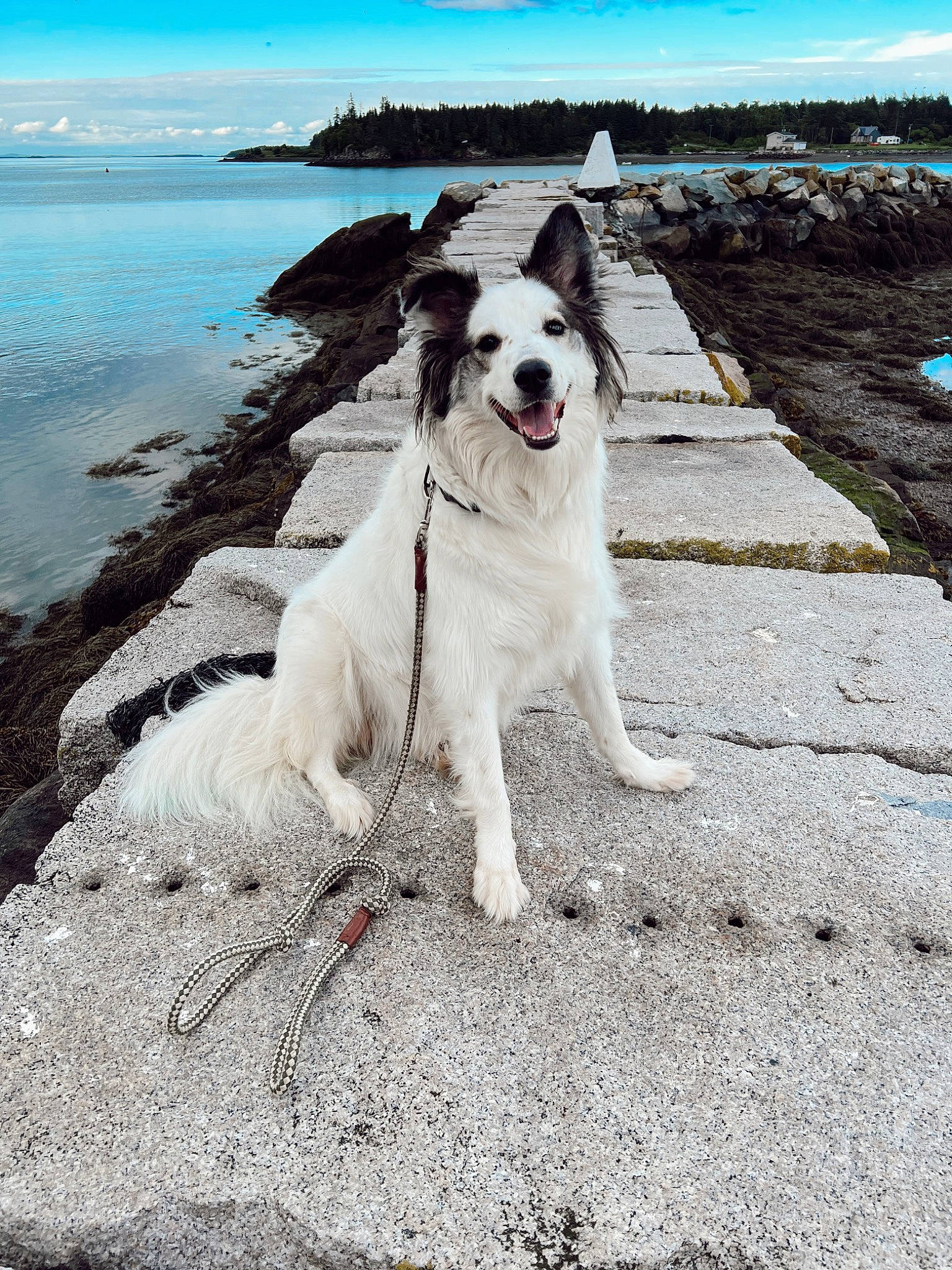 Comet is registered to the contest to win money with this photo: adventure, beach, canidae, carnivore, cloud, collar, companion_dog, dog, dog_breed, dog_collar, lake, leash, ocean, sky, sporting_group, tail, walking, water, wave, wind_wave