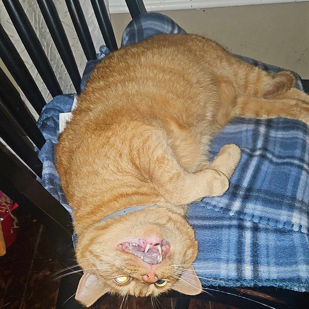 Paupi Chulo joined the competition — help win amazing prizes! abyssinian, animal, architecture, armchair, building, cat, chair, couch, crib, furniture, handrail, hardwood, homedecor, infantbed, manx, person, pet, plywood, sleeping, wood
