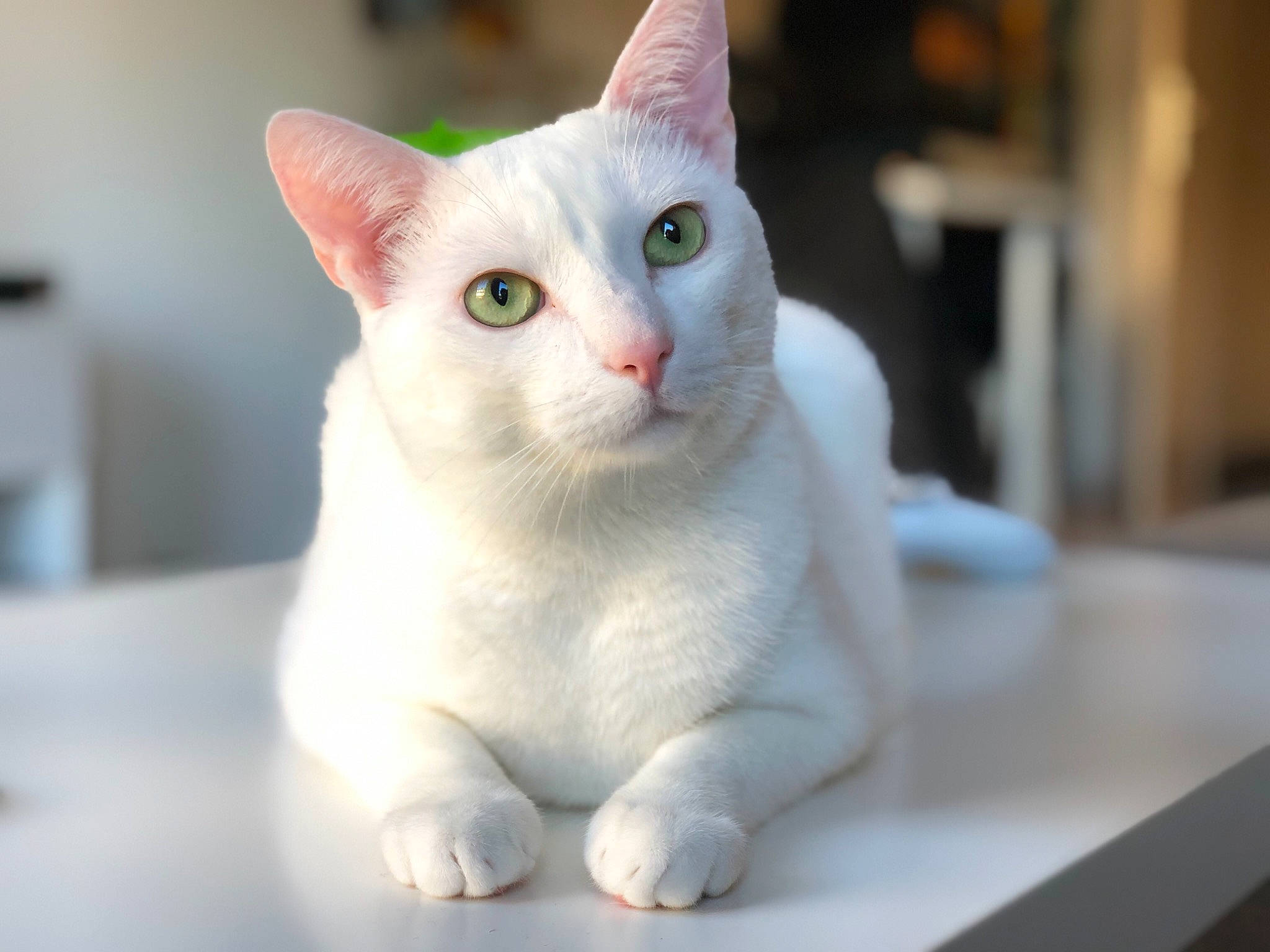 Echo a rejoint le concours — aidez-le/la à gagner de superbes lots ! aegean_cat, asian, burmilla, carnivore, cat, colorpoint_shorthair, domestic_short_haired_cat, ear, eye, felidae, javanese, khao_manee, mammal, oriental_shorthair, small_to_medium_sized_cats, snout, turkish_angora, turkish_van, vertebrate, whiskers