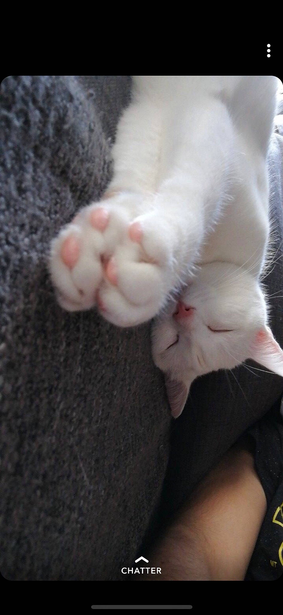 Echo a rejoint le concours — aidez-le/la à gagner de superbes lots ! carnivore, cat, claw, fawn, felidae, foot, fur, khao_manee, kitten, leg, paw, polydactyl_cat, small_to_medium_sized_cats, tail, turkish_angora, whiskers