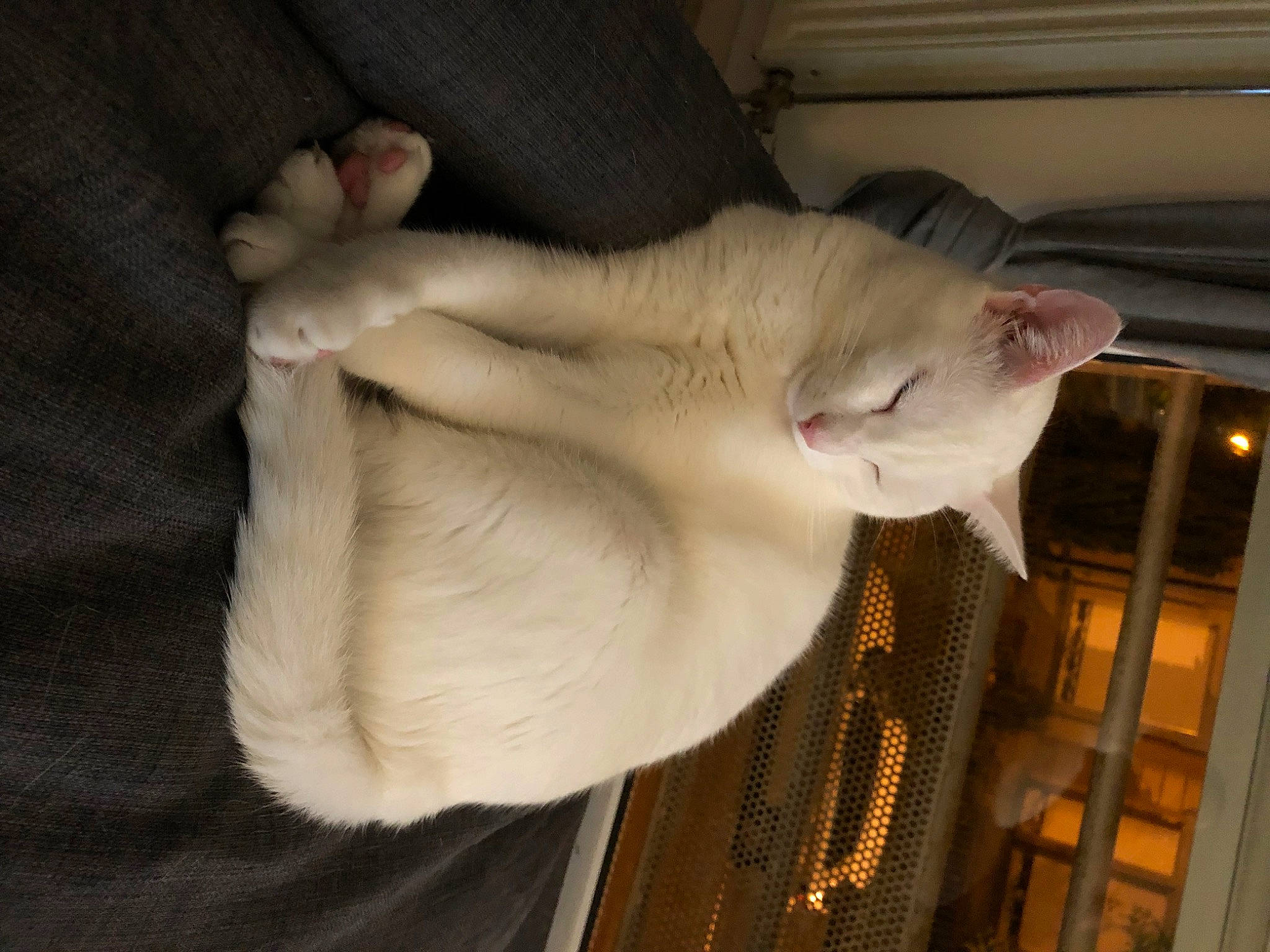 Echo a rejoint le concours — aidez-le/la à gagner de superbes lots ! asian, burmilla, carnivore, cat, colorpoint_shorthair, fawn, felidae, fur, javanese, khao_manee, paw, small_to_medium_sized_cats, tail, turkish_angora, turkish_van, whiskers