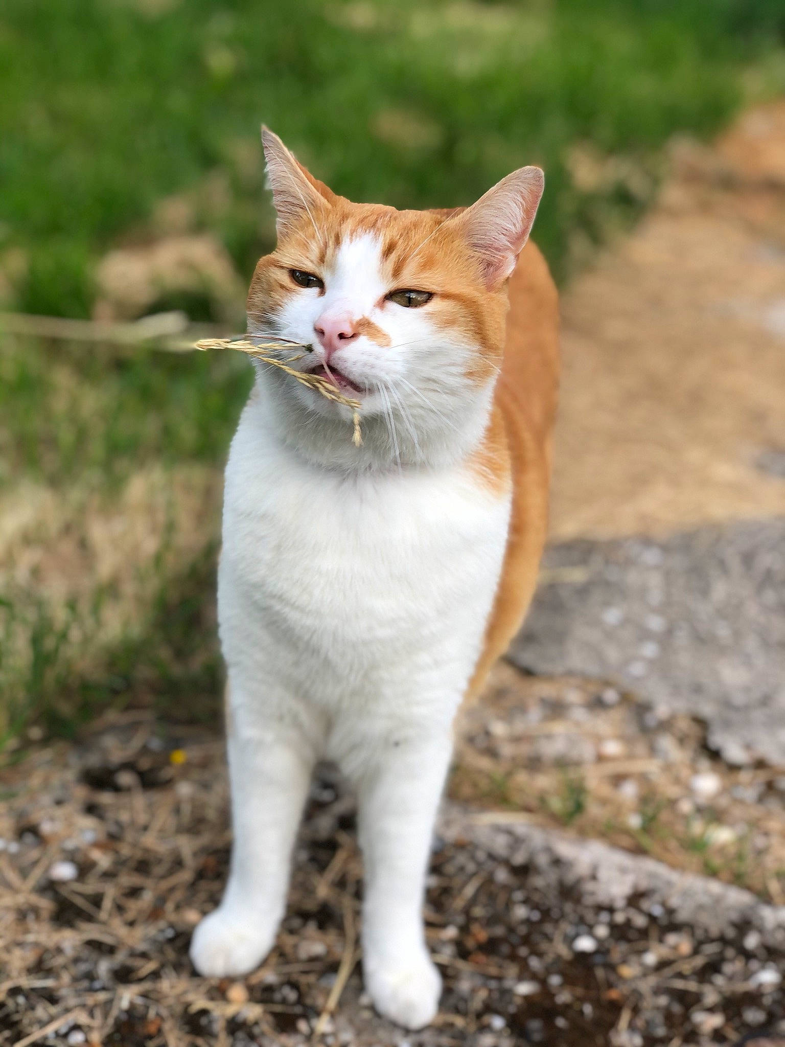 Neko participe au concours pour gagner de l'argent avec cette photo : aegean_cat, american_wirehair, arabian_mau, carnivore, cat, domestic_short_haired_cat, european_shorthair, fawn, felidae, fur, german_rex, grass, mammal, small_to_medium_sized_cats, tabby_cat, tail, whiskers, wildlife