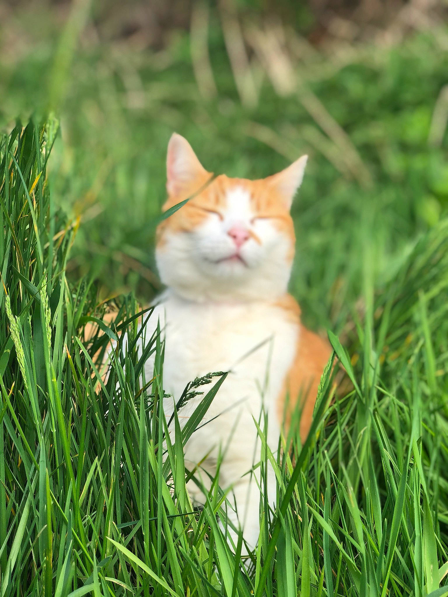 Neko participe au concours pour gagner de l'argent avec cette photo : aegean_cat, american_wirehair, carnivore, cat, domestic_short_haired_cat, european_shorthair, fawn, felidae, fur, grass, grass_family, green, plant, small_to_medium_sized_cats, tail, whiskers, wildlife