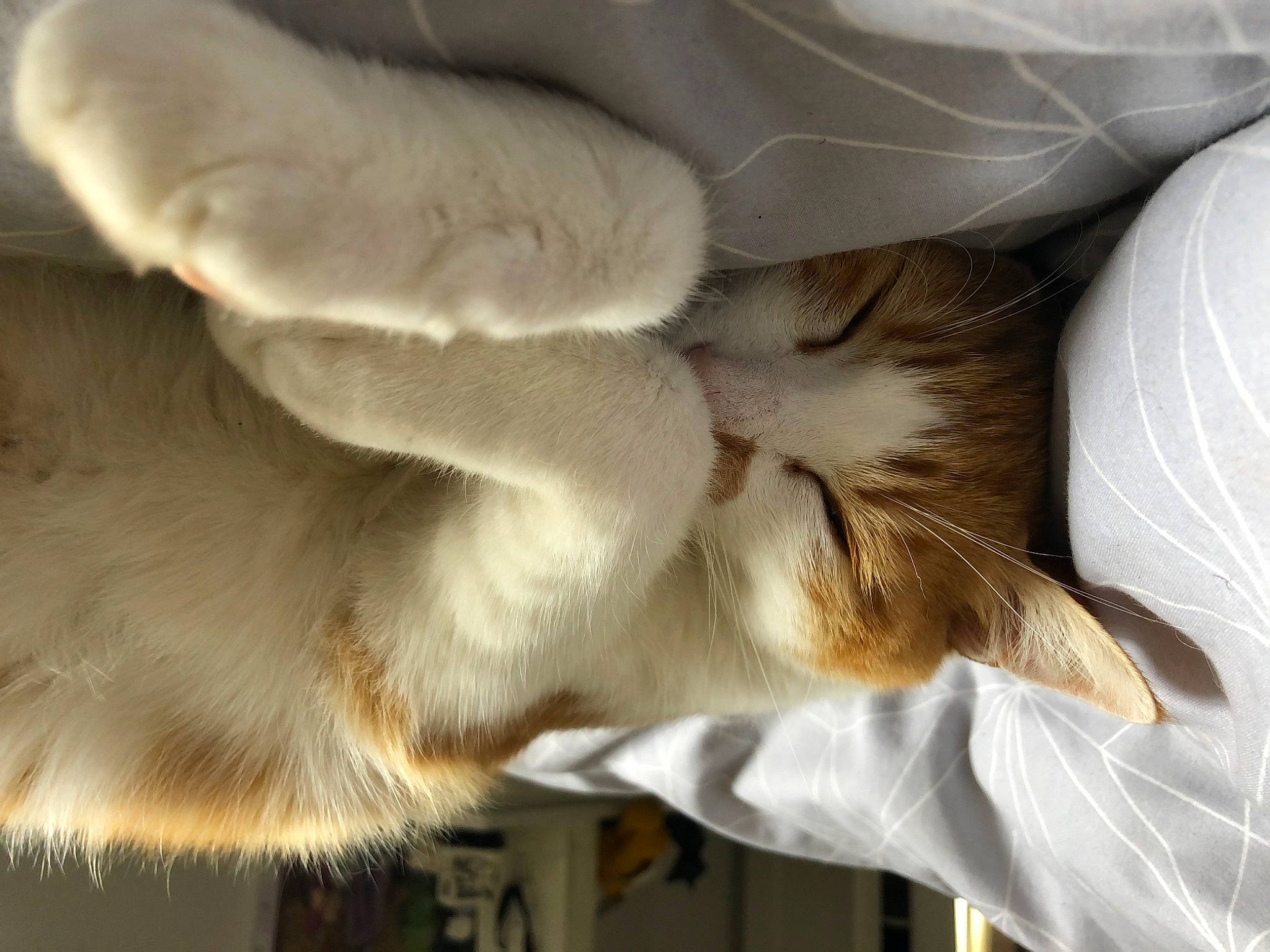 Neko a rejoint le concours — aidez-le/la à gagner de superbes lots ! ear, fawn, fur, oyster_mushroom