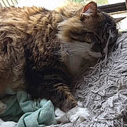 Pancake joined the competition — help win amazing prizes! animal, blanket, cat, comfortable, cozy, fluffy, fur, home, indoor, natural_light, paw, pet, relaxation, resting, sleeping, soft, tabby, texture, whiskers, window