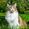 cat, fluffy, green_grass, pine_tree, outdoor, nature, animal, pet, feline, whiskers, ears, eyes, fur, sunlight, shade, branch, leaf, closeup, portrait, sitting