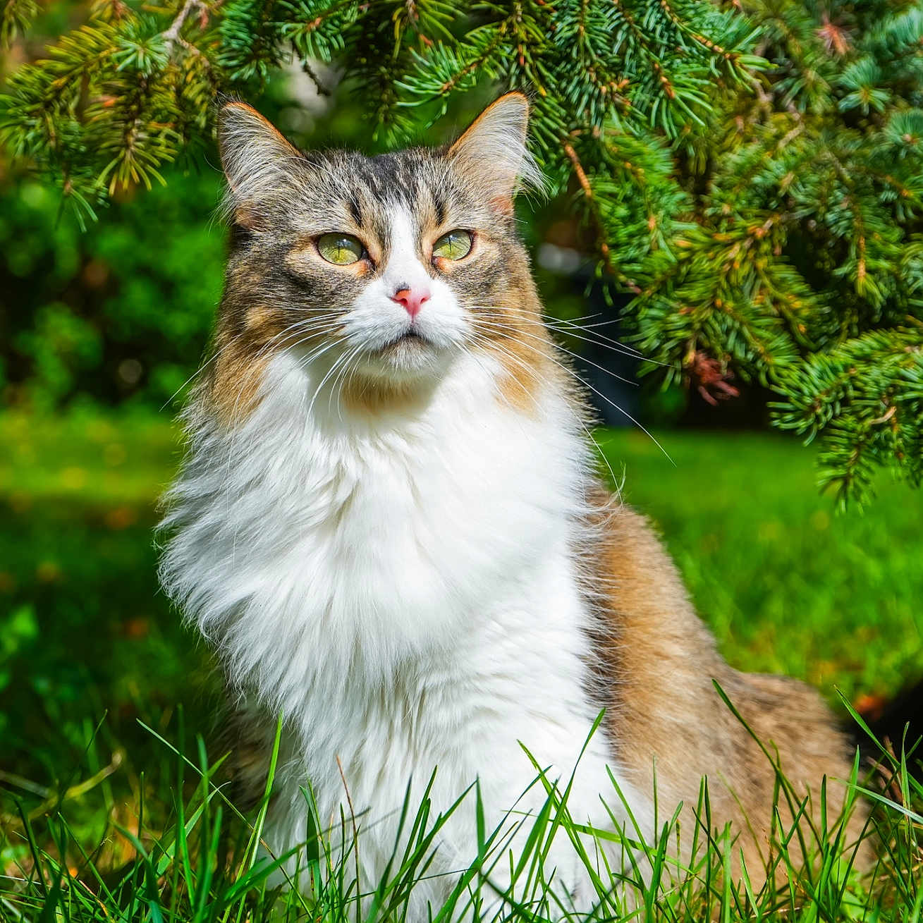 Mucilda is registered to the contest to win money with this photo: animal, branch, cat, closeup, ears, eyes, feline, fluffy, fur, green_grass, leaf, nature, outdoor, pet, pine_tree, portrait, shade, sitting, sunlight, whiskers