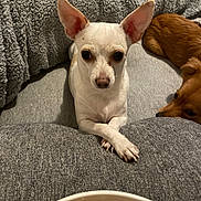 Scobby is registered to the contest to win money with this photo: animal, blanket, bowl, brown_dog, closeup, companion, couch, cozy, curious, dog, ears, food, fur, indoor, looking, paws, pet, relaxed, resting, white_dog