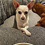 animal, blanket, bowl, brown_dog, closeup, companion, couch, cozy, curious, dog, ears, food, fur, indoor, looking, paws, pet, relaxed, resting, white_dog