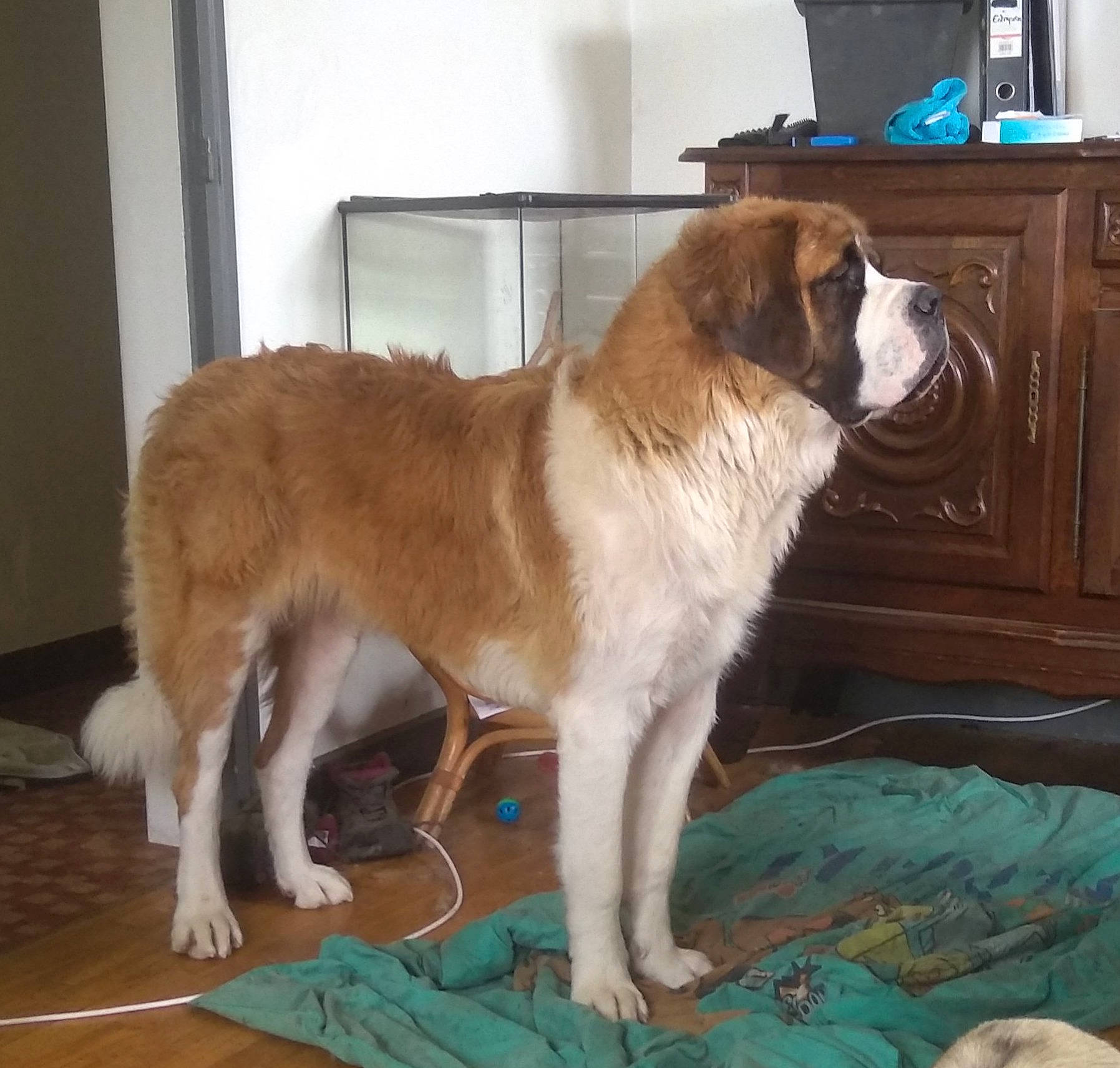 Raz'Moket participe au concours pour gagner de l'argent avec cette photo : cabinetry, carnivore, collar, companion_dog, dog, dog_breed, door, drawer, fawn, flooring, fur, giant_dog_breed, gun_dog, hardwood, liver, sporting_group, tail, wood, working_animal, working_dog