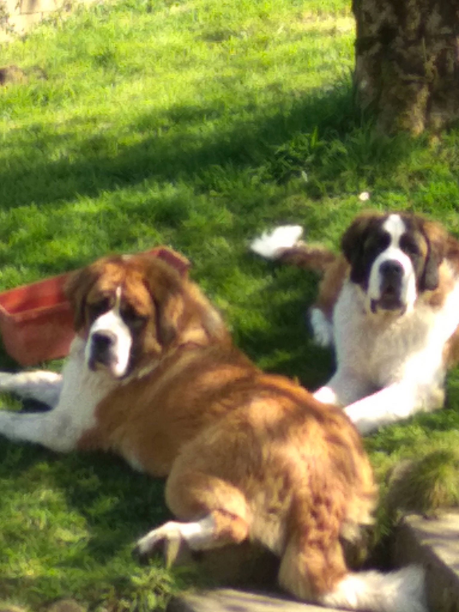 Raz'Moket participe au concours pour gagner de l'argent avec cette photo : ancient_dog_breeds, bored, canidae, carnivore, companion_dog, dog, dog_breed, fawn, fur, giant_dog_breed, grass, herding_dog, liver, moscow_watchdog, plant, sporting_group, tail, terrestrial_animal, working_animal, working_dog