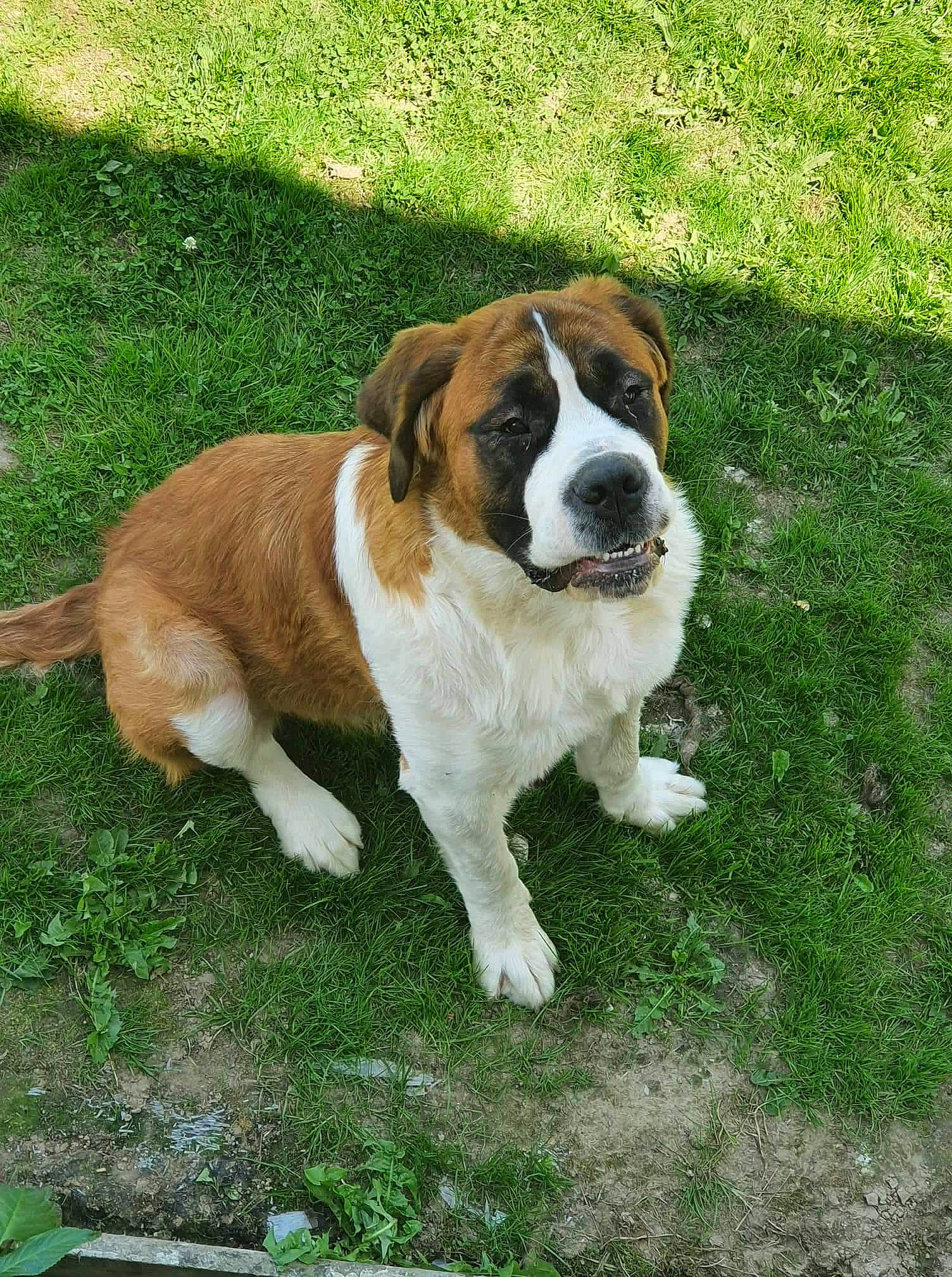 Raz'Moket a rejoint le concours — aidez-le/la à gagner de superbes lots ! ancient_dog_breeds, carnivore, companion_dog, dog, dog_breed, fawn, grass, liver, moscow_watchdog, plant, snout, sporting_group, st_bernard, tail, terrestrial_animal, working_dog