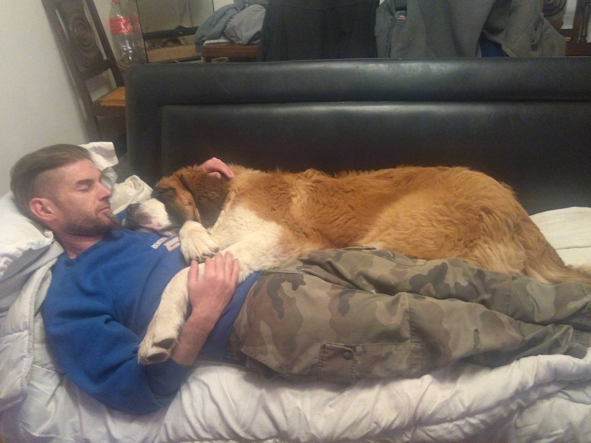 Raz'Moket a rejoint le concours — aidez-le/la à gagner de superbes lots ! beard, canidae, carnivore, comfort, companion_dog, dog, dog_breed, fawn, felidae, flesh, flooring, fur, lap, leg, nap, room, sitting, sleep, sporting_group, window