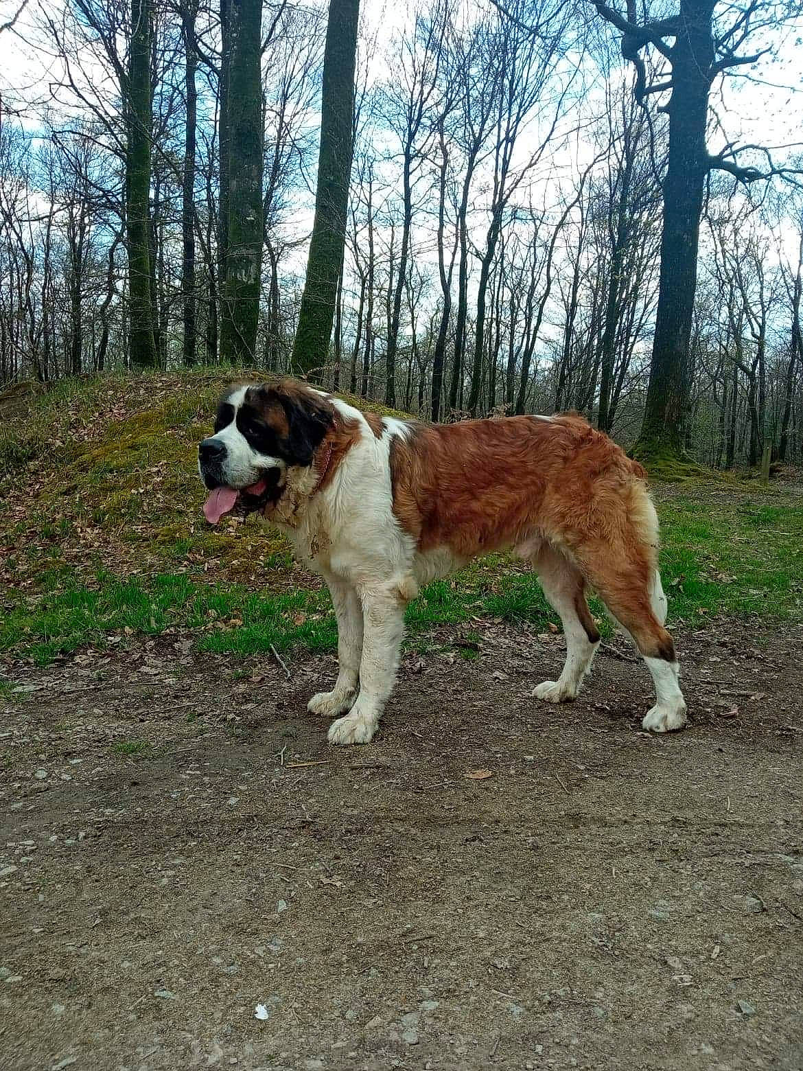R.a.s Des Iles Aux Falaises participe au concours pour gagner de l'argent avec cette photo : canidae, carnivore, cloud, companion_dog, dog, dog_breed, dog_collar, fawn, forest, grass, gun_dog, natural_landscape, plant, sky, soil, tail, terrestrial_animal, tree, working_animal, working_dog