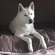 Yj Brown is registered to the contest to win money with this photo: animal, bed, blanket, blue_eyes, calm, canine, companion, cute, dog, domestic_animal, fur, household, indoors, lying_down, mammal, pet, portrait, relaxed, resting, white_dog