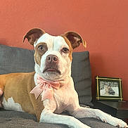 Ellie Rose joined the competition — help win amazing prizes! dog, bow_tie, couch, pet, indoor, brown_and_white, portrait, relaxed, animal, furniture, domestic, canine, laying_down, pink, decor, photo_frame, table, ears, nails, wall