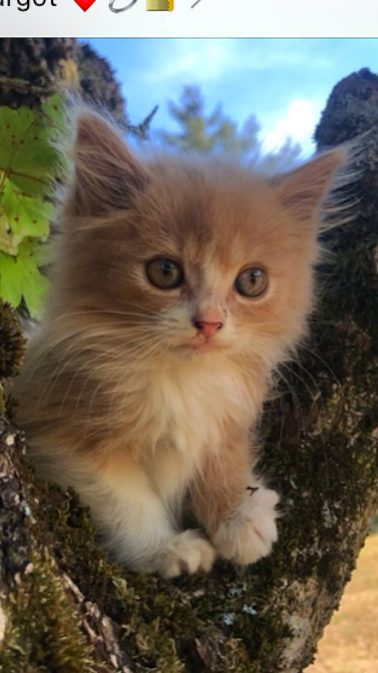 Ponyo a rejoint le concours — aidez-le/la à gagner de superbes lots ! carnivore, cat, eye, fawn, felidae, fur, grass, iris, paw, plant, sky, small_to_medium_sized_cats, snout, tail, terrestrial_animal, tree, whiskers, wildlife, window, wood