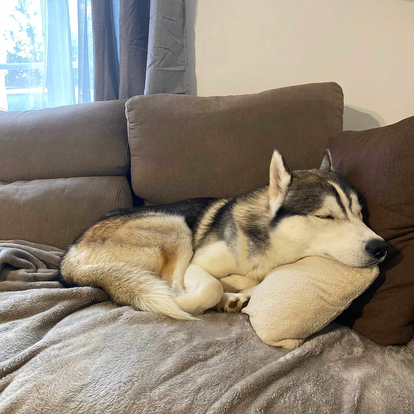 Yuki a rejoint le concours — aidez-le/la à gagner de superbes lots ! animal, bed, bedroom, blanket, canine, couch, cushion, dog, dogbed, eskimodog, furniture, homedecor, husky, indoors, interiordesign, person, pet, puppy, room, sleeping