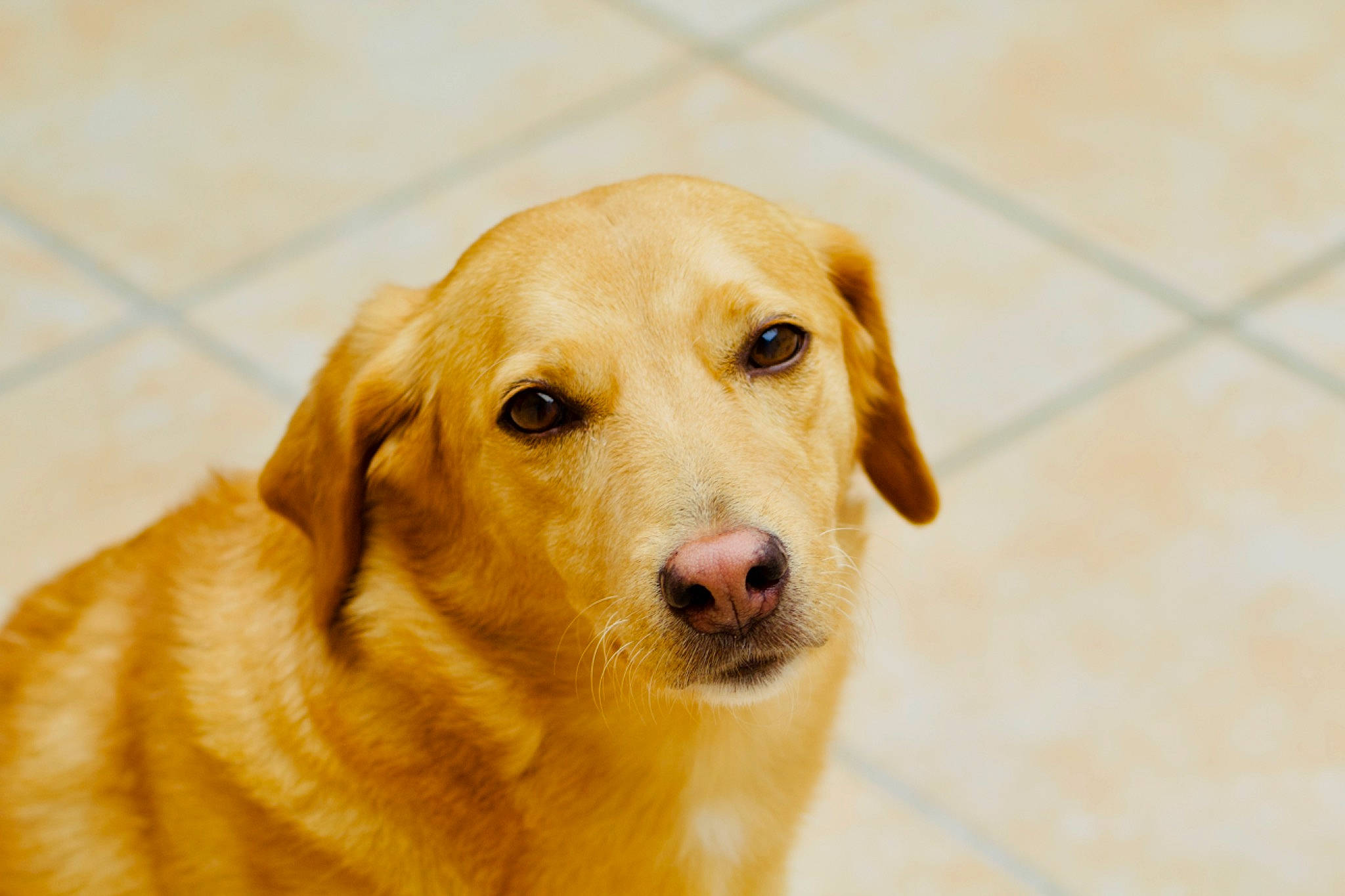 Luna a rejoint le concours — aidez-le/la à gagner de superbes lots ! beagador, canidae, carnivore, companion_dog, dog, dog_breed, fawn, golden_retriever, labrador_retriever, mammal, nose, puppy, rare_breed_dog, retriever, snout, sporting_group, vertebrate, whiskers, yellow