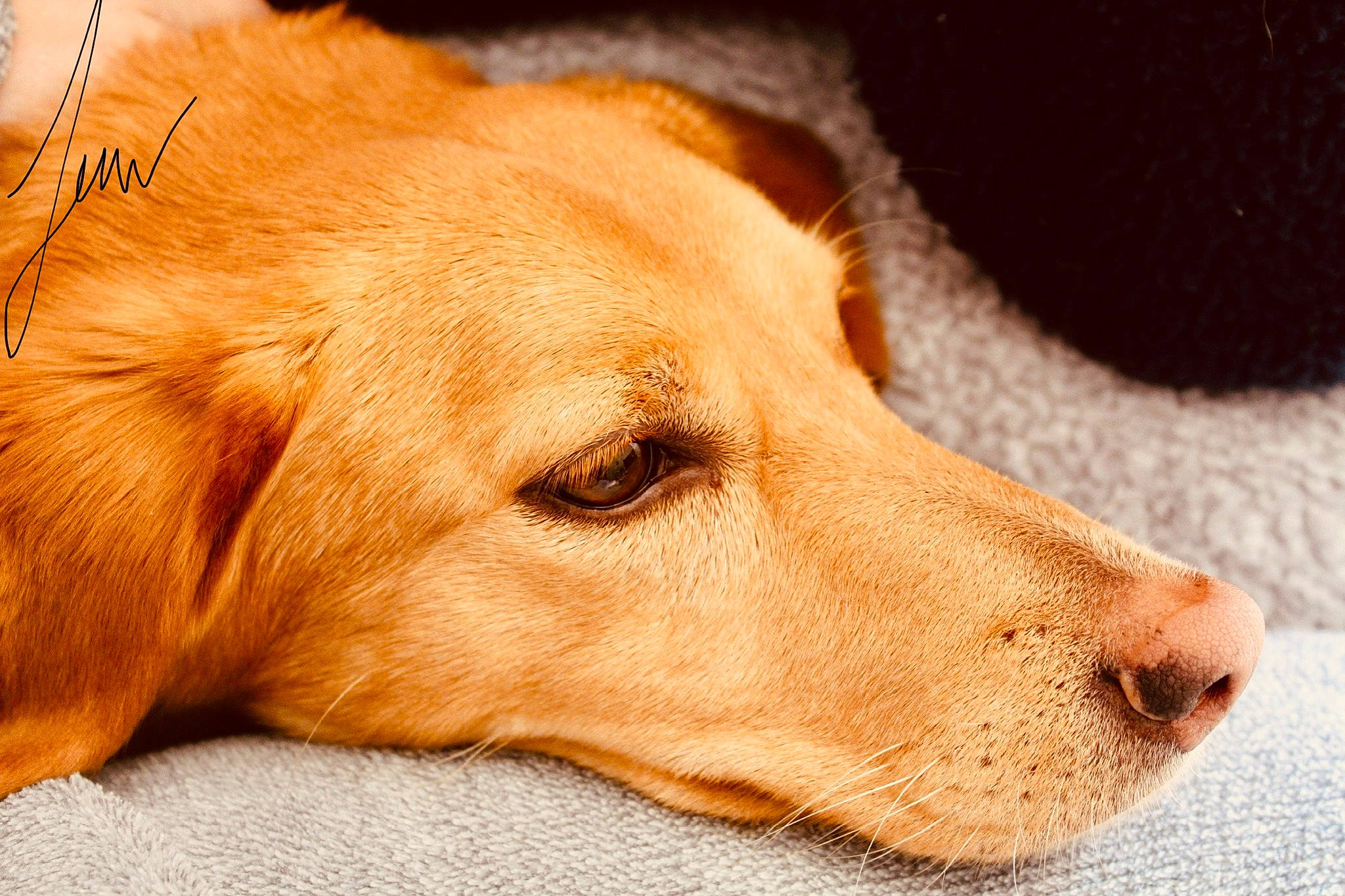 Luna participe au concours pour gagner de l'argent avec cette photo : canidae, carnivore, companion_dog, dog, dog_breed, fawn, fur, golden_retriever, labrador_retriever, mammal, nose, nova_scotia_duck_tolling_retriever, retriever, snout, sporting_group, vizsla, whiskers