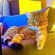 Minette participe au concours pour gagner de l'argent avec cette photo : cat, tabby, sofa, armrest, relaxed, indoor, pet, feline, fur, whiskers, couch, home, furniture, lamp, decor, photo_frame, warm_lighting, cozy, resting, animal