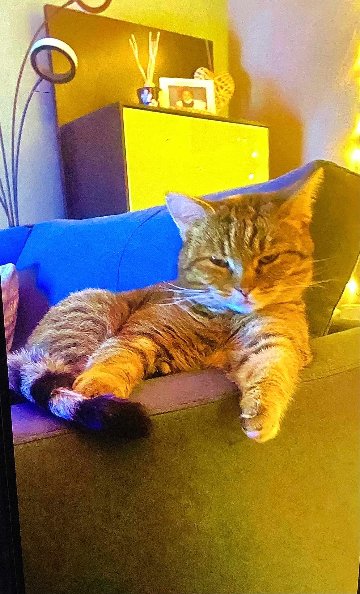 Minette participe au concours pour gagner de l'argent avec cette photo : cat, tabby, sofa, armrest, relaxed, indoor, pet, feline, fur, whiskers, couch, home, furniture, lamp, decor, photo_frame, warm_lighting, cozy, resting, animal