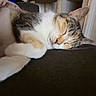 Willow is registered to the contest to win money with this photo: cat, sleeping, close_up, indoor, fur, paw, relaxation, pet, animal, calm, cozy, domestic_cat, whiskers, face, cute, resting, tabby, soft_light, feline, napping