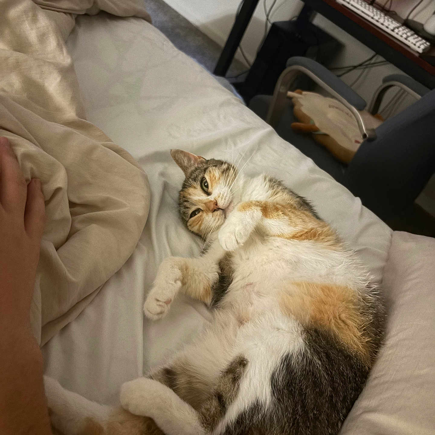 Willow