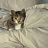 Willow is registered to the contest to win money with this photo: cat, blanket, bed, cozy, cute, domestic_animal, feline, fur, indoor, nap, pet, playful, resting, soft, tucked_in, warm, whiskers, winking, comfort, sleepy