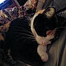 Roxy is registered to the contest to win money with this photo: cat, black_and_white, sleeping, resting, close_up, whiskers, paws, pink_nose, fur, pet, indoor, bed, blanket, cozy, home, relaxed, animal, portrait, dim_lighting, cuddly