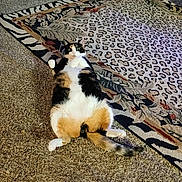 Roxy joined the competition — help win amazing prizes! cat, calico_cat, pet, animal, feline, lying_down, belly_up, paws, tail, whiskers, green_eyes, fur, black_and_white, orange_fur, carpet, rug, indoor, home, patterned_rug, portrait