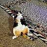 cat, calico_cat, pet, animal, feline, lying_down, belly_up, paws, tail, whiskers, green_eyes, fur, black_and_white, orange_fur, carpet, rug, indoor, home, patterned_rug, portrait