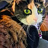 Roxy joined the competition — help win amazing prizes! cat, calico_cat, pet, animal, close_up, portrait, green_eyes, whiskers, ears, pink_nose, fur, tricolor, collar, jewelry, blanket, cozy, indoor, couch, cute, alert