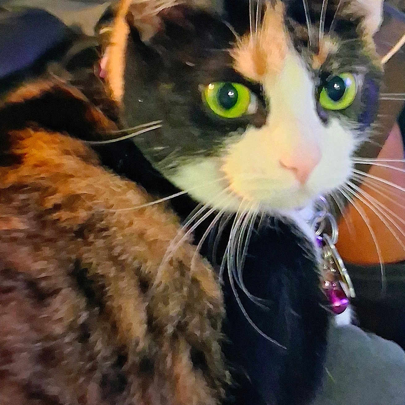 Roxy joined the competition — help win amazing prizes! cat, calico_cat, pet, animal, close_up, portrait, green_eyes, whiskers, ears, pink_nose, fur, tricolor, collar, jewelry, blanket, cozy, indoor, couch, cute, alert
