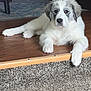 Luna joined the competition — help win amazing prizes! dog, puppy, white_fur, gray_patches, lying_down, wooden_floor, carpet, indoor, pet, animal, step, paw, cute, fluffy, relaxed, looking_at_camera, cozy, domestic, companion, young_dog