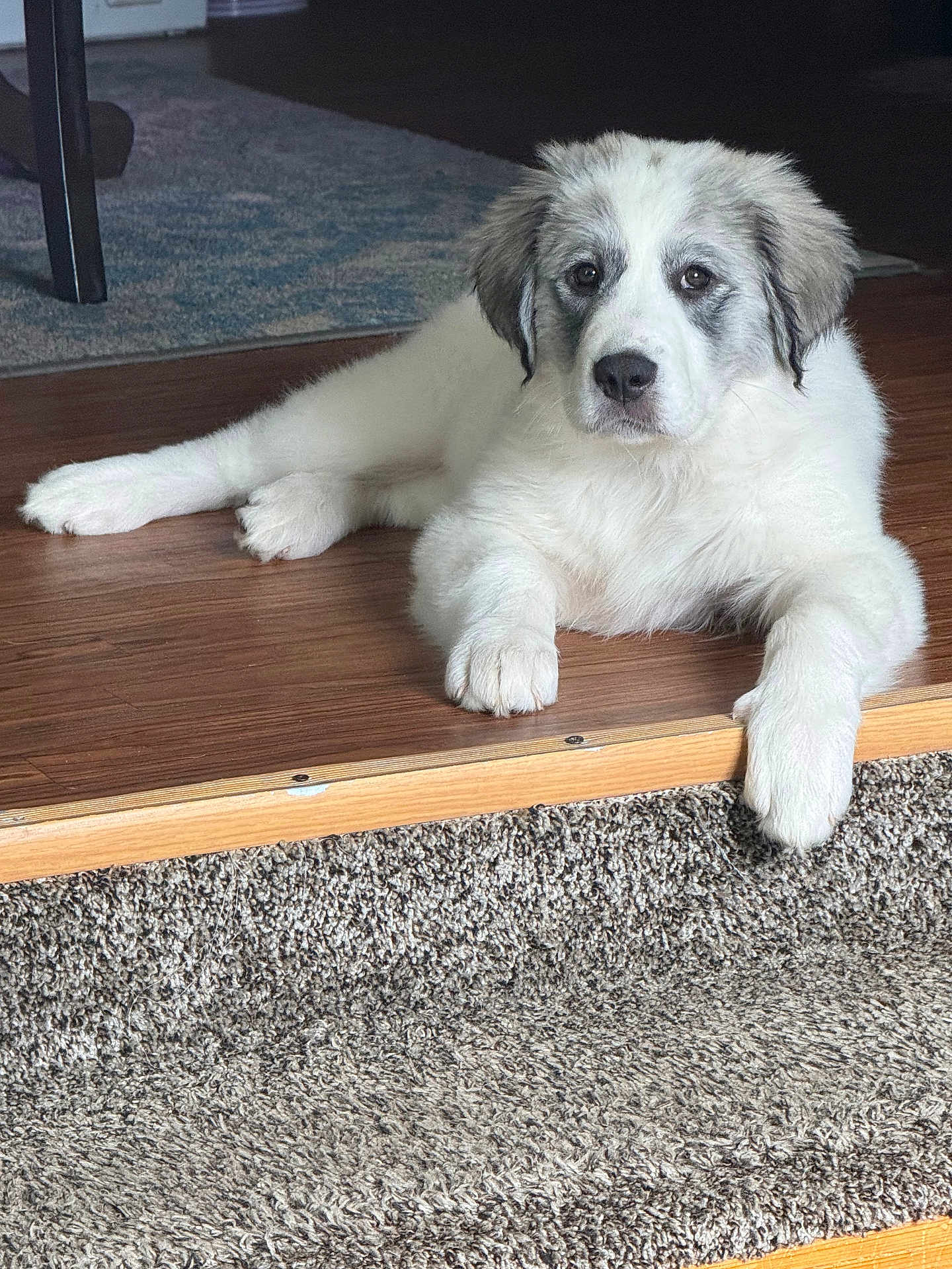 Luna