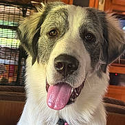 Luna is registered to the contest to win money with this photo: dog, pet, tongue_out, close_up, indoor, furry, happy, canine, animal, collar, brown_eyes, white_fur, black_nose, ears, portrait, domestic, cute, friendly, companion, household