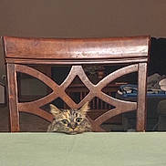 Buttercup joined the competition — help win amazing prizes! cat, wooden_chair, table, indoor, furniture, pet, curious, peeking, head, animal, domestic_cat, brown, green_eyes, living_room, household, cozy, cute, tabby, resting, quiet