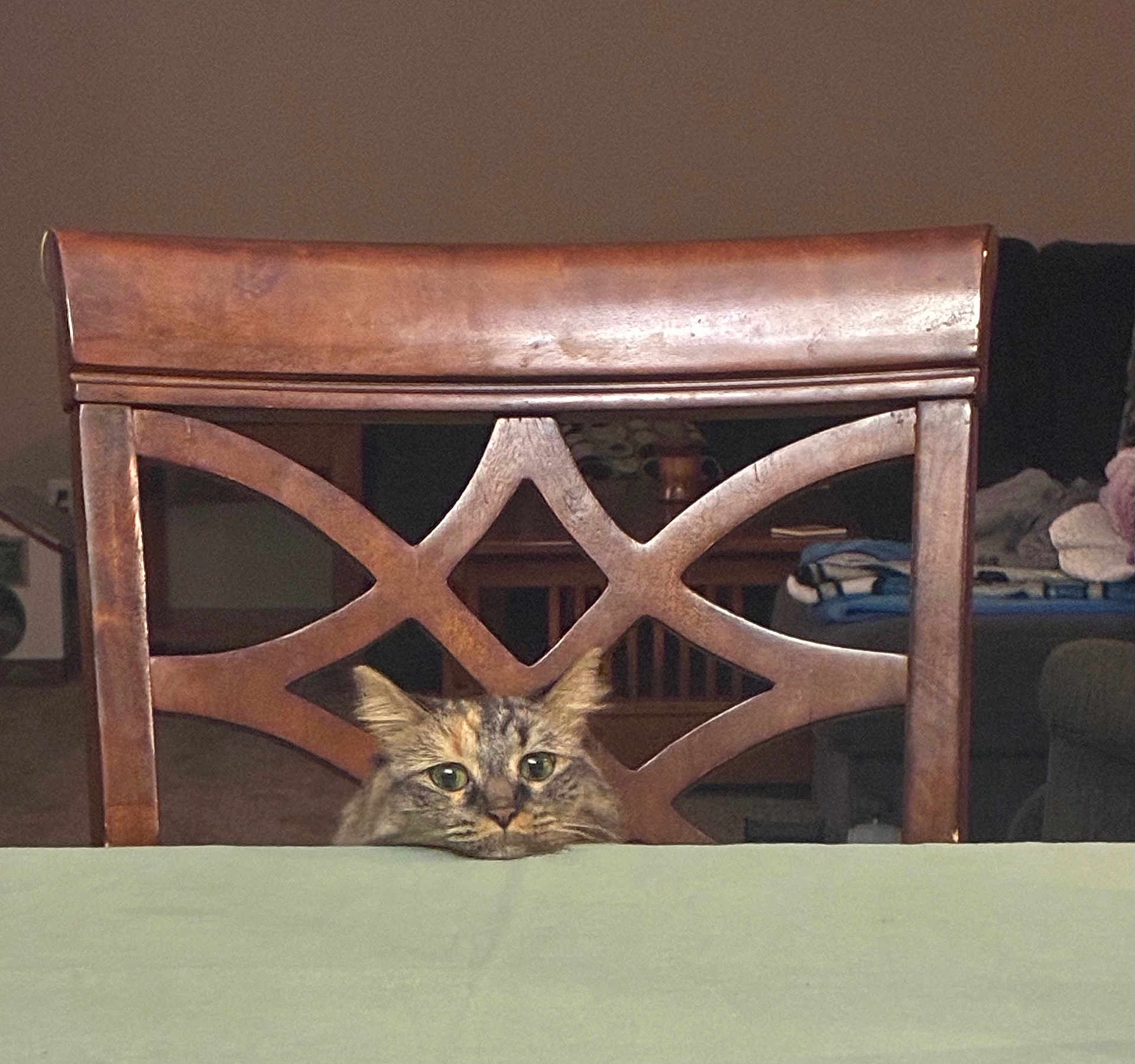 Buttercup joined the competition — help win amazing prizes! cat, wooden_chair, table, indoor, furniture, pet, curious, peeking, head, animal, domestic_cat, brown, green_eyes, living_room, household, cozy, cute, tabby, resting, quiet
